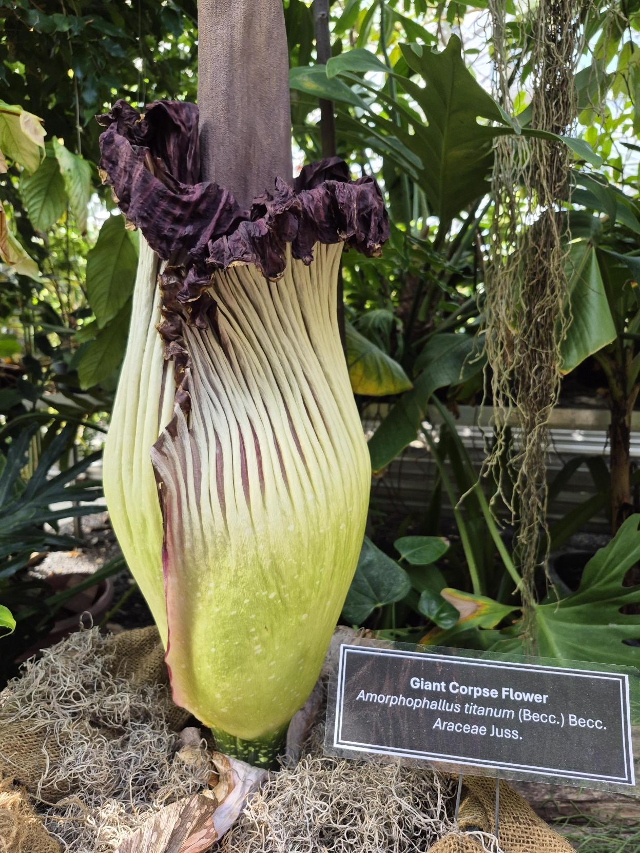 その他 Draculazer KarehaKaijin&Corpse Flower Corpse Flower Central | Ambler Campus | Temple University